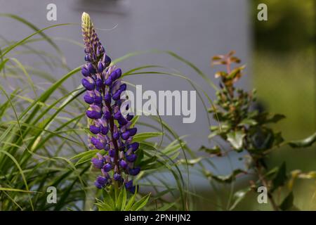 Fleur vivace lupin en fleurs dans le jardin, plante en gros plan, arrière-plan flou. Banque D'Images