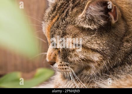 Tête de chat en gros plan, animal avec yeux fermés. Banque D'Images