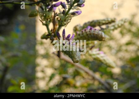 La wisteria bourgeon se trouve à proximité du jardin et de la maison au soleil. Fleurs violettes sur une branche. arrière-plan naturel Banque D'Images