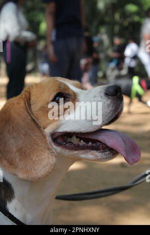 Beagle chien dans le parc à l'extérieur sans que le propriétaire joue, pose, course Banque D'Images