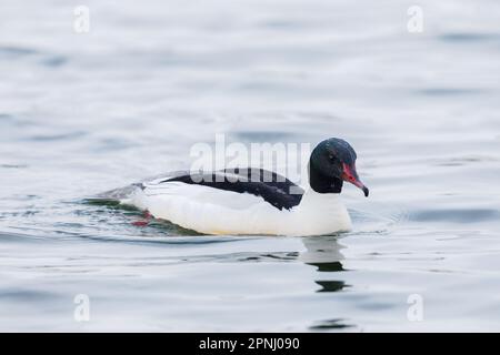 gros plan mâle commune merganser oiseau (mergus merganser) nageant dans l'eau Banque D'Images