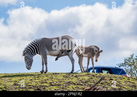 Bébé zèbre avec mère animal en plein air à West Midland Safari Park, Bewdley, Worcestershire, Royaume-Uni, au soleil de printemps. Banque D'Images