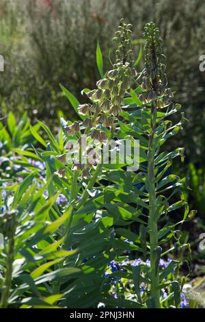 Fleurs de printemps pâles de Fritillaria persica bicolor dans le jardin du Royaume-Uni avril Banque D'Images