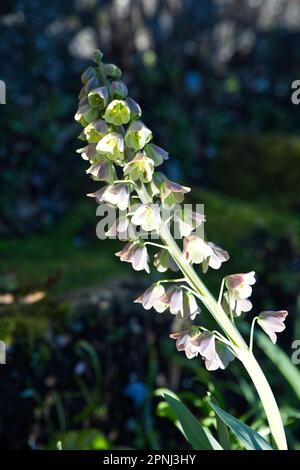 Fleurs de printemps pâles de Fritillaria persica bicolor dans le jardin du Royaume-Uni avril Banque D'Images