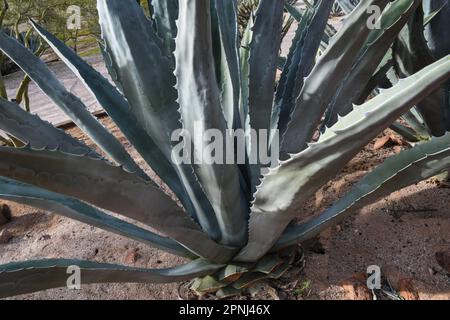 Agave (Agave americana) est originaire des régions chaudes et arides des Amériques Banque D'Images