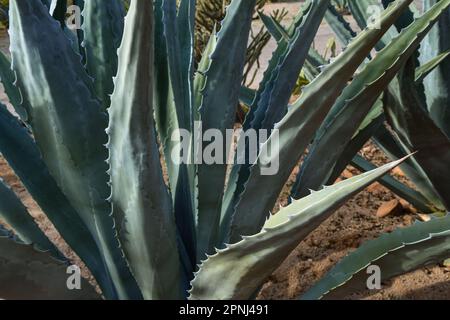 Agave (Agave americana) est originaire des régions chaudes et arides des Amériques Banque D'Images