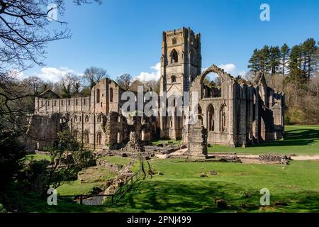 Les ruines de l'abbaye de Fountains près de Ripon dans le North Yorkshire, dans le nord-est de l'Angleterre. Fondée en 1132, l'abbaye a fonctionné pendant 407 ans, devenant ainsi Banque D'Images