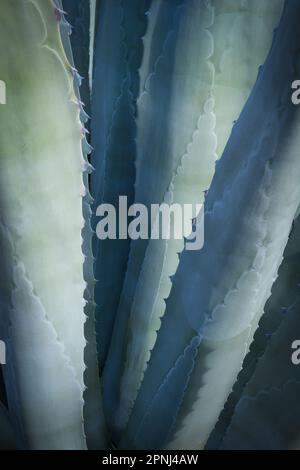 Agave (Agave americana) est originaire des régions chaudes et arides des Amériques Banque D'Images