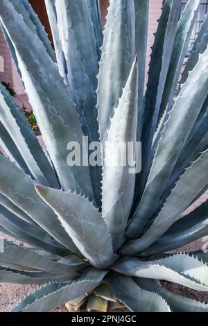 Agave (Agave americana) est originaire des régions chaudes et arides des Amériques Banque D'Images