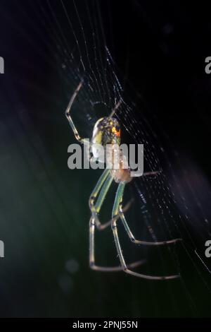 Cary, Caroline du Nord, États-Unis. 19th avril 2023. Un sorbweaver de verger, l'une des araignées les plus communes de l'est des États-Unis. Ils sont parfois confondus avec des araignées noires à cause des taches rougeâtres-orange. (Credit image: © Bob Karp/ZUMA Press Wire) USAGE ÉDITORIAL SEULEMENT! Non destiné À un usage commercial ! Banque D'Images