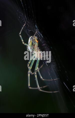 Cary, Caroline du Nord, États-Unis. 19th avril 2023. Un sorbweaver de verger, l'une des araignées les plus communes de l'est des États-Unis. Ils sont parfois confondus avec des araignées noires à cause des taches rougeâtres-orange. (Credit image: © Bob Karp/ZUMA Press Wire) USAGE ÉDITORIAL SEULEMENT! Non destiné À un usage commercial ! Banque D'Images