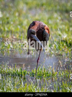 Cet Ibis aux couleurs vives a été photographié dans un champ irrigué situé à l'avant du Colorado. Banque D'Images