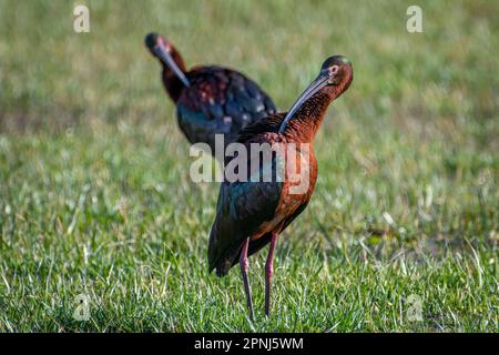 Cet Ibis aux couleurs vives a été photographié dans un champ irrigué situé à l'avant du Colorado. Banque D'Images