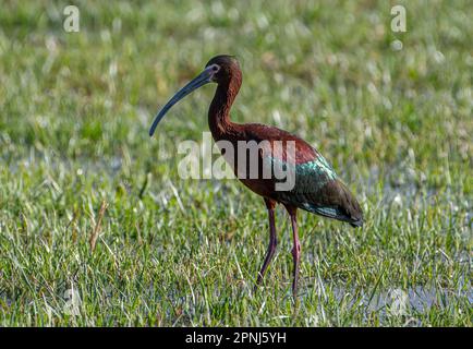 Cet Ibis aux couleurs vives a été photographié dans un champ irrigué situé à l'avant du Colorado. Banque D'Images