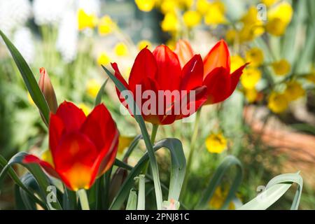 Fleurs de printemps rouge vif de tulipe tulipa vvedenski Royaume-Uni glasshouse avril Banque D'Images