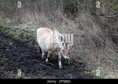 Fjord chevaux sauvages sur le Hellegatsplatter sur Goeree Overflakkee aux pays-Bas Banque D'Images