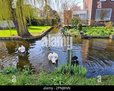 Cygne blanc et noir courrant dans l'eau au printemps à Nieuwerkerk aan den IJssel Banque D'Images