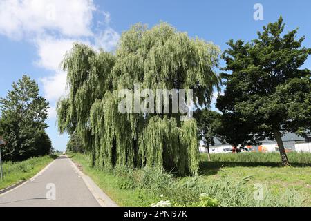 Prairies et routes dans la région de Zuidplaspolder où le nouveau village sera construit aux pays-Bas Banque D'Images