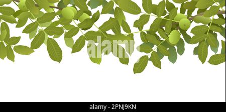 Branches de l'arbre Noyer avec fruits mûrs sur le dessus du cadre photo. Plante de jardin avec récolte comestible. Branche avec feuillage et feuilles. Isolé sur blanc Illustration de Vecteur