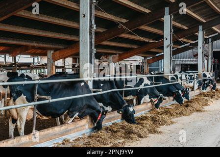 Vache de veau en cage, s'occuper de l'agriculture bio-agricole, nourrir les animaux d'ensilage d'herbe de foin, les races de bovins laitiers, l'alimentation des bovins de vache. Fleckvieh race, bonnes vaches laitières de Banque D'Images
