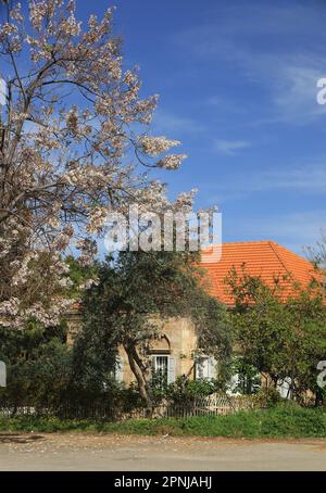 Une maison libanaise traditionnelle avec un arbre à fleurs au printemps. Banque D'Images