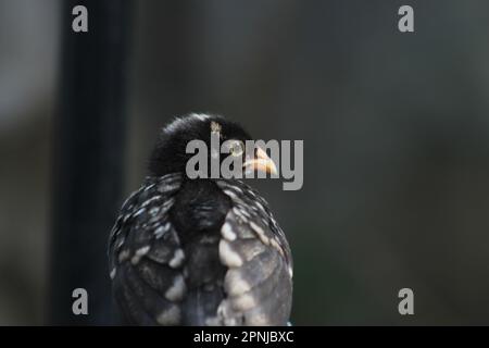 Poussin noir perchée dans le hencoop. Banque D'Images