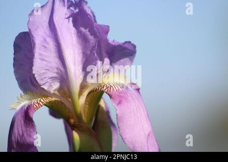 Germanica à iris bleu ou fleur à iris barbu sur fond naturel dans le jardin paysager. Gros plan. Banque D'Images