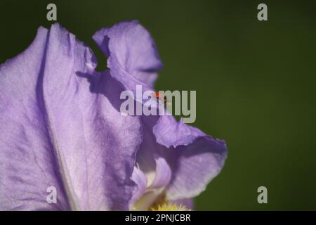 Germanica à iris bleu ou fleur à iris barbu sur fond naturel dans le jardin paysager. Gros plan. Banque D'Images