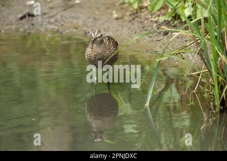 Le petit curlew (Numenius minutus) est un wader de la famille des grands oiseaux Scolopacidae. Banque D'Images