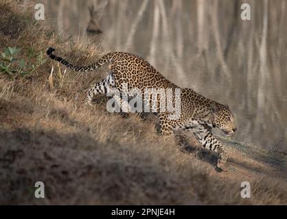 Un léopard mâle (pantera pardus) sur le promin dans l'un des parcs nationaux de l'Inde Banque D'Images