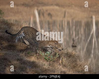 Un léopard mâle (pantera pardus) sur le promin dans l'un des parcs nationaux de l'Inde Banque D'Images