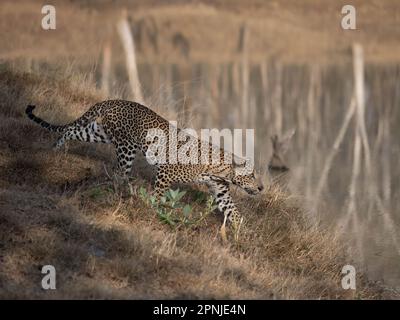 Un léopard mâle (pantera pardus) sur le promin dans l'un des parcs nationaux de l'Inde Banque D'Images