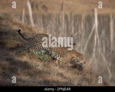 Un léopard mâle (pantera pardus) sur le promin dans l'un des parcs nationaux de l'Inde Banque D'Images