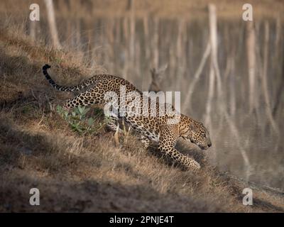 Un léopard mâle (pantera pardus) sur le promin dans l'un des parcs nationaux de l'Inde Banque D'Images