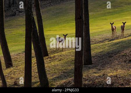 Cerf de Virginie, Odocoileus virginianus, en bordure du terrain de golf au printemps, dans les lacs canadiens, Michigan, États-Unis Banque D'Images