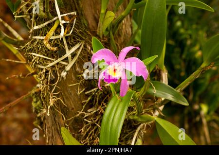 Fleur d'orchidée cattleya labiata pourpre, connue sous le nom de cattleya pourpre ou cattleya à lèvres rubis Banque D'Images