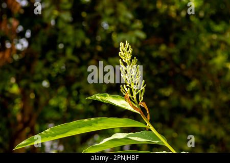 Bunga Lengkuas, fleurs galangales (Alpinia galanga) dans le jardin Banque D'Images