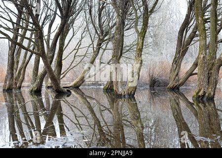 les arbres se tiennent dans l'eau après avoir été inondés au printemps. arbre dans l'eau. Photo de haute qualité Banque D'Images