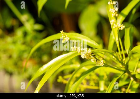 Les fleurs de Zodia (Evodia suaveolens), une plante ornementale domestique, connue sous le nom de plante répulsive de moustique Banque D'Images