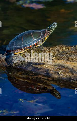 Tortue peinte, Chrysemys picta, se prélassant sur une bûche dans un petit étang permanent dans le centre du Michigan, aux États-Unis Banque D'Images