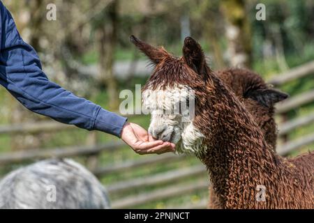 Propriétaire alimentant une Alpaca, Vicugna pacos , Banque D'Images
