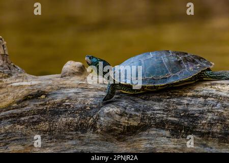 Carte du Nord Tortue, Graptemys geographica, en bordure d'une bûche dans le lac des nuages, lacs canadiens, Michigan, États-Unis Banque D'Images