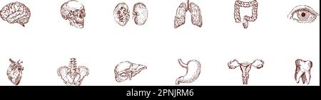 Illustration vintage de l'ensemble d'organes humains. Croquis anatomique dessiné à la main du crâne, du cœur, du cerveau, des poumons, de l'œil et d'autres organes internes. Poster vecteur de médecine. Illustration de Vecteur