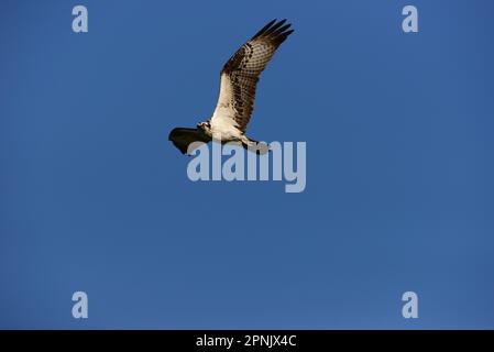 Osprey en vol pour la chasse à la nourriture Banque D'Images