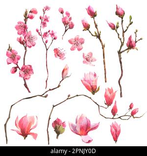La sakura aux branches aquarelles, le cerisier rose et les fleurs de magnolia sont isolés sur fond blanc Banque D'Images