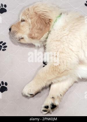 Gros plan d'un chiot Golden Retriever dormant sur une couverture matelassée avec des imprimés représentant des pattes de chien Banque D'Images