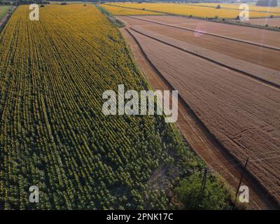 Tir aérien de drone de champ agricole avec des tournesols et du blé mûr Banque D'Images