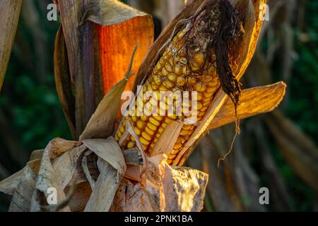 Gros plan de maïs mûr jaune sur tiges pour la récolte dans les champs agricoles cultivés Banque D'Images