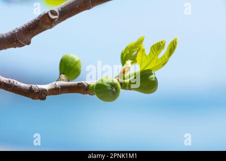 Pousses de figuier et figues vertes au printemps par temps ensoleillé Banque D'Images