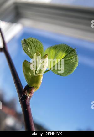 Le bourgeon de chaux commune (Tilia vulgaris) et la feuille émergente, Banque D'Images